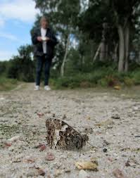 Attēlu rezultāti vaicājumam “Hipparchia semele underside”