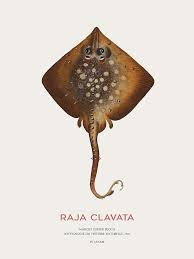 Image result for Raja clavata