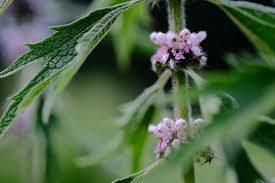 Attēlu rezultāti vaicājumam “Leonurus cardiaca flower”