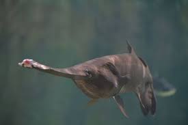 Image result for Polyodon spathula