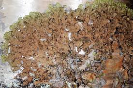 Attēlu rezultāti vaicājumam “Melanohalea olivacea”