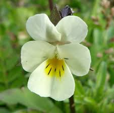 Attēlu rezultāti vaicājumam “Viola arvensis flower”