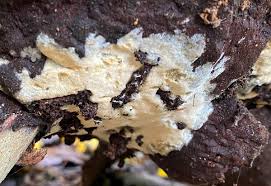 Attēlu rezultāti vaicājumam “Anomoporia bombycina”