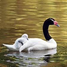 Image result for South Yorkshire Swans