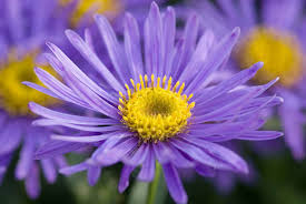 Image result for Aster amellus