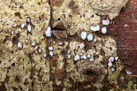 Attēlu rezultāti vaicājumam “Propolis farinosa”