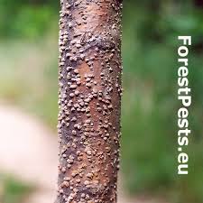 Attēlu rezultāti vaicājumam “Hypoxylon fragiforme / howeianum”