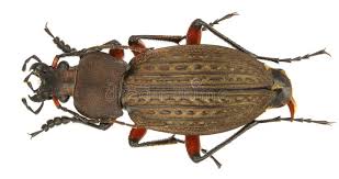 Attēlu rezultāti vaicājumam “Carabus cancellatus”