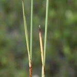Attēlu rezultāti vaicājumam “Eriophorum gracile fruit”