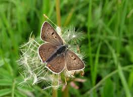 Attēlu rezultāti vaicājumam “Lycaena tityrus”