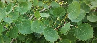 Attēlu rezultāti vaicājumam “Lamellocossus terebra”