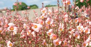 Image result for Alonsoa liniflora