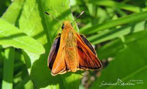 Attēlu rezultāti vaicājumam “Ochlodes sylvanus underside”