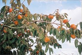 「柿の木利江」の画像検索結果