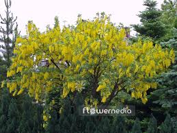 Image result for Laburnum anagyroides