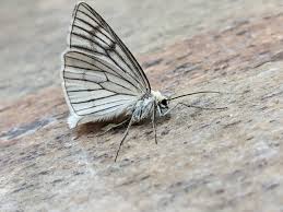 Attēlu rezultāti vaicājumam “Siona lineata”