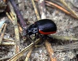 Attēlu rezultāti vaicājumam “Chrysolina sanguinolenta”