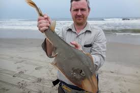 Image result for Acroteriobatus annulatus