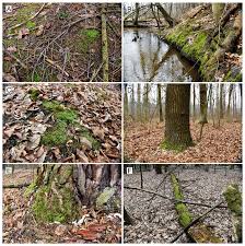 Attēlu rezultāti vaicājumam “Plagiothecium sp.”