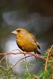 Attēlu rezultāti vaicājumam “Chloris chloris”