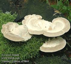 Attēlu rezultāti vaicājumam “Trametes gibbosa”