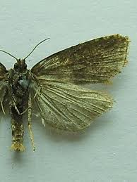 Attēlu rezultāti vaicājumam “Celypha striana”