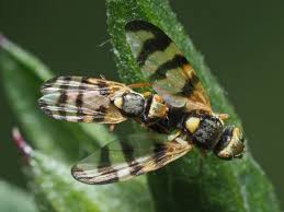 Attēlu rezultāti vaicājumam “Urophora jaceana”