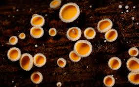 Attēlu rezultāti vaicājumam “Lachnum corticale”