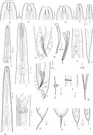 Attēlu rezultāti vaicājumam “Krynickillus melanocephalus”