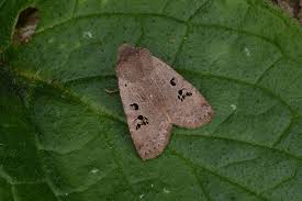 Attēlu rezultāti vaicājumam “Phyllonorycter platanoidella”