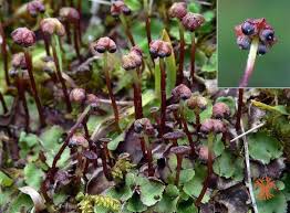 Attēlu rezultāti vaicājumam “Preissia quadrata”