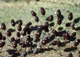 Attēlu rezultāti vaicājumam “Comatricha tenerrima spores”