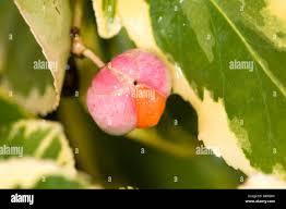 Attēlu rezultāti vaicājumam “Euonymus verrucosus fruit”