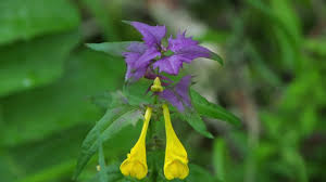 Attēlu rezultāti vaicājumam “Melampyrum nemorosum”