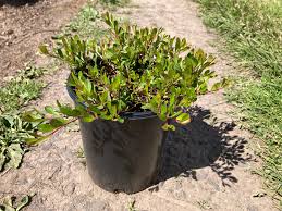 Attēlu rezultāti vaicājumam “Arctostaphylos uva-ursi”