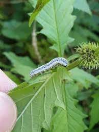 Attēlu rezultāti vaicājumam “Tenthredo scrophulariae larva”