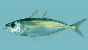 Image result for Sarda sarda