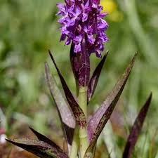 Attēlu rezultāti vaicājumam “Dactylorhiza cruenta”