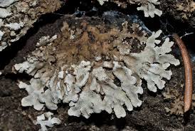 Attēlu rezultāti vaicājumam “Physconia detersa”