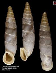 Attēlu rezultāti vaicājumam “Clausiliidae”