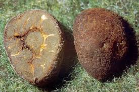 Attēlu rezultāti vaicājumam “Pachyphloeus melanoxanthus”