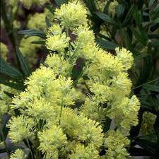 Attēlu rezultāti vaicājumam “Thalictrum flavum fruit”