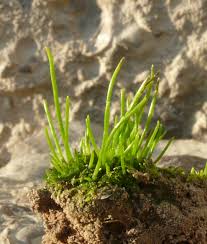 Attēlu rezultāti vaicājumam “Hygrohypnum luridum sporophyte”