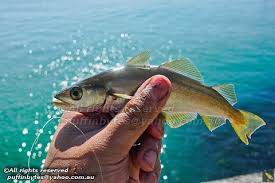 Image result for Pollachius pollachius