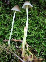 Attēlu rezultāti vaicājumam “Mycena epipterygia”