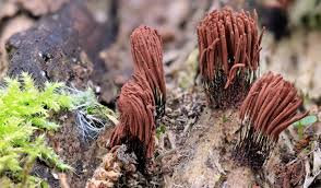 Attēlu rezultāti vaicājumam “Stemonitis lignicola spores”