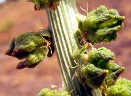Image result for Reseda luteola