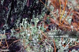 Attēlu rezultāti vaicājumam “Cladonia deformis”