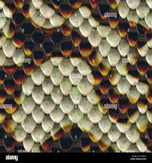 Image result for reptile scales