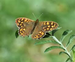 Attēlu rezultāti vaicājumam “Pararge aegeria upperside”